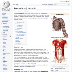 Pectoralis major muscle