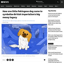 How one little Pekingese dog came to symbolise British imperialism's big messy legacy