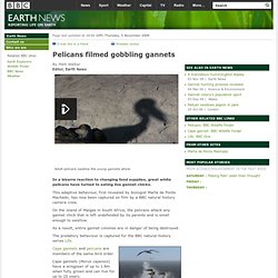 BBC - Earth News - Pelicans filmed gobbling gannets