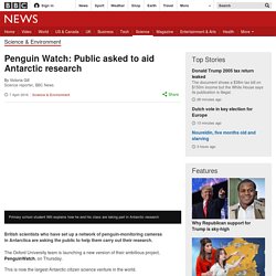 Penguin Watch: Public asked to aid Antarctic research