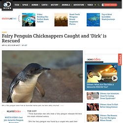 Fairy Penguin Chicknappers Caught and 'Dirk' is Rescued