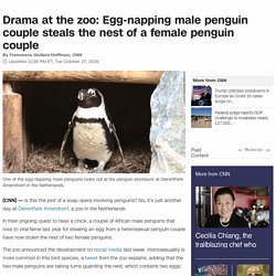 Male penguin couple steals nest of a female penguin couple at Netherlands zoo