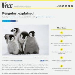 9 questions about penguins you were too embarrassed to ask