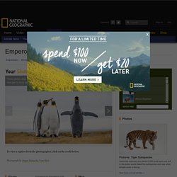 Emperor Penguins, Emperor Penguin Pictures, Emperor Penguin Facts - National Geographic