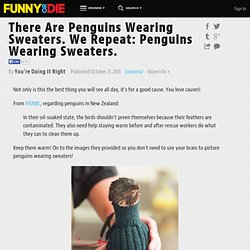 There Are Penguins Wearing Sweaters!