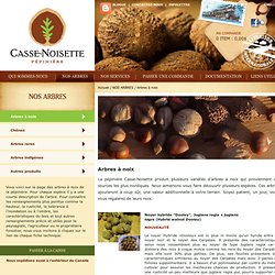 Pépinière Casse-Noisette - Arbres à noix