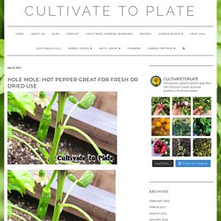 Hole Mole: Hot Pepper Great for Fresh or Dried Use – Cultivate to Plate