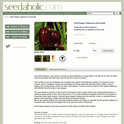Chili Pepper 'Habanero Chocolate' Seeds