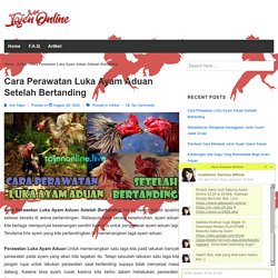 Cara Perawatan Luka Ayam Aduan Setelah Bertanding - Tajen Online