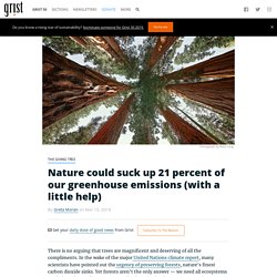 Nature could suck up 21 percent of our greenhouse emissions (with a little help)