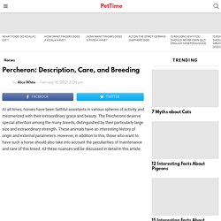 Percheron: Description, Care, and Breeding - PetTime