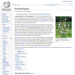 Perennial plant
