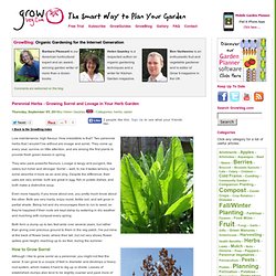 Perennial Herbs - Growing Sorrel and Lovage in Your Herb Garden