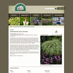 Perennial Results: Plant View - Hakonechloa macra 'Aureola'