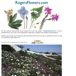 Wild flowers, perennials and annuals - RogersFlowers