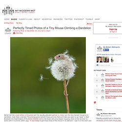 Tiny Mouse Climbing a Dandelion