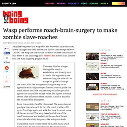 Boing Boing: Wasp performs roach-brain-surgery to make zombie slave-roaches