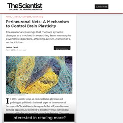 Perineuronal Nets: A Mechanism to Control Brain Plasticity