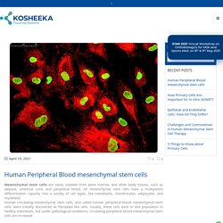 Human Peripheral Blood mesenchymal stem cells - Kosheeka