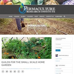 Guilds for the Small Scale Home Garden - The Permaculture Research Institute