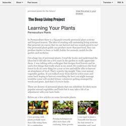 Permaculture Plants