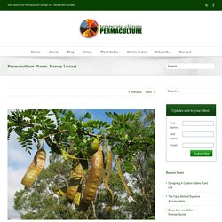 Permaculture Plants: Honey Locust