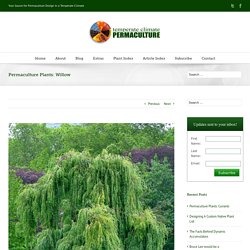 Permaculture Plants: Willow