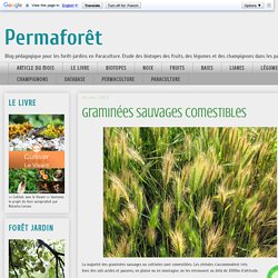 Permaforêt: Graminées sauvages comestibles