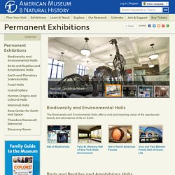 AMNH, NY: Permanent Exhibitions