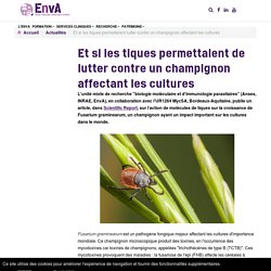 ENVA - MAI 2021 -Et si les tiques permettaient de lutter contre un champignon affectant les cultures