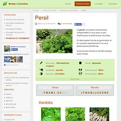 Persil : Semis, culture et récolte au potager bio et en pot