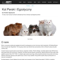 Kot Perski i Egzotyczny - Rasowe Koty Domowe
