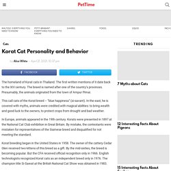 Korat Cat Personality and Behavior - PetTime