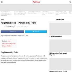 Pug Dog Breed – Personality Traits - PetTime
