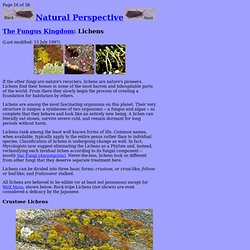 Natural Perspective: Lichens (Phylum: Mycophycophyta)