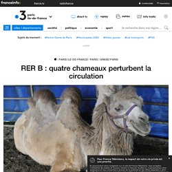 RER B : quatre chameaux perturbent la circulation