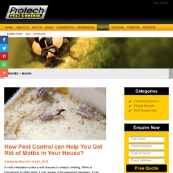 How Pest Control can Help You Get Rid of Moths in Your House?