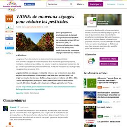 HUMANITE BIODIVERSITE 23/05/17 VIGNE: de nouveaux cépages pour réduire les pesticides
