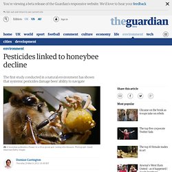 Pesticides linked to honeybee decline