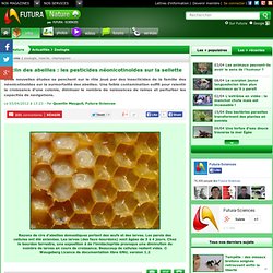 Déclin des abeilles : les pesticides néonicotinoïdes reconnus coupables