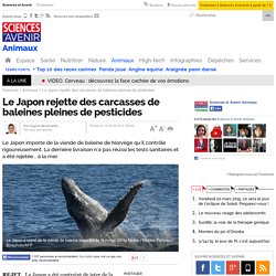 Le Japon rejette des carcasses de baleines pleines de pesticides