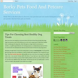 Borky Pets Food And Petcare Services: Tips For Choosing Best Healthy Dog Treats