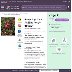 Sauge à petites feuilles Reve® 'Rouge' - Salvia microphylla