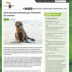 Lions de mers menacés par l'industrie du saumon au Chili