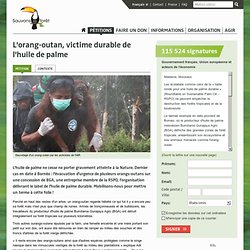 L'orang-outan, victime durable de l'huile de palme