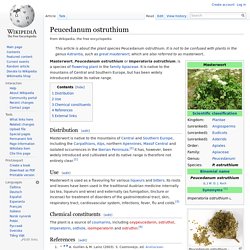 Masterwort (Peucedanum Ostruthium)