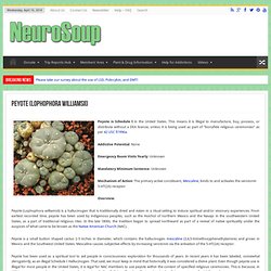 Peyote (Lophophora williamsii) Main Page