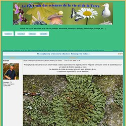 Phaeophyscia orbicularis (Necker) Moberg (Un lichen)