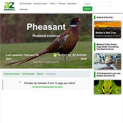 Pheasant (Phasianus Colchicus) - Animals