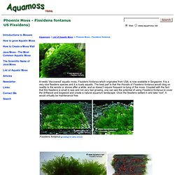 Phoenix Moss, Fissidens fontanus. - How to grow Aquatic Moss.